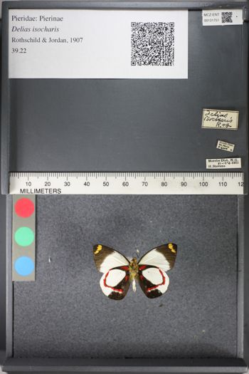 Media type: image;   Entomology 131751